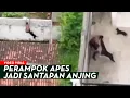 Lagu PERAMPOK DITANGKAP ANJING‼️PASUTRI MALING DITANGKAP❗BEGINI CARA MENJEBAK PELAKU ☠️💀💥🔥