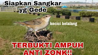 Download Terbaru||Suara Pikat Burung Kecici Belalang!!Super Ampuhh MP3