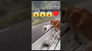 Dog Is Really Respectful Wow سگ وفادار Dog Dog سگ سگهای قهرمان تهران ارومیه ایران 