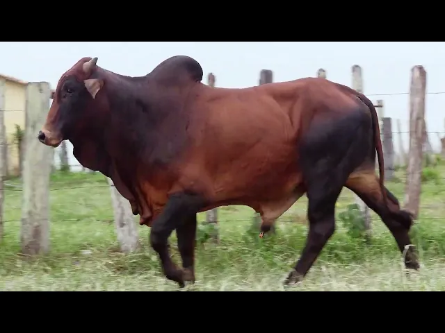 Touro Sindi RAJT - 2615