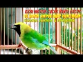Download Lagu Kicau burung cucak rante super gacor