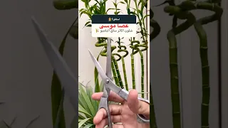  نبات عصا موسى  طريقة اكثار نبات عصا موسى   اكسبلور  زراعت          أسرار   زراعة دندنها
