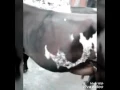 Download Lagu Allahs miracle in Bangalore (allahs name appeared on the skin of cow mashallah) 2013