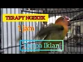Download Lagu masteran lovebird ngekek panjang 1 jam tanpa iklan untuk terapi labet fighter