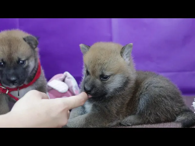 動画