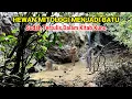 Download Lagu Heboh! Hewan Mitologi Bertapa Menjadi Batu Di Tengah Hutan Nganjuk