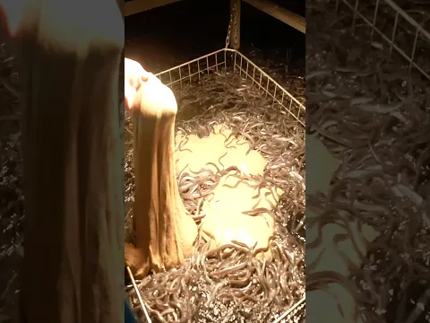 The process from Japanese eel farming to processing. Japan's organic eel farm.