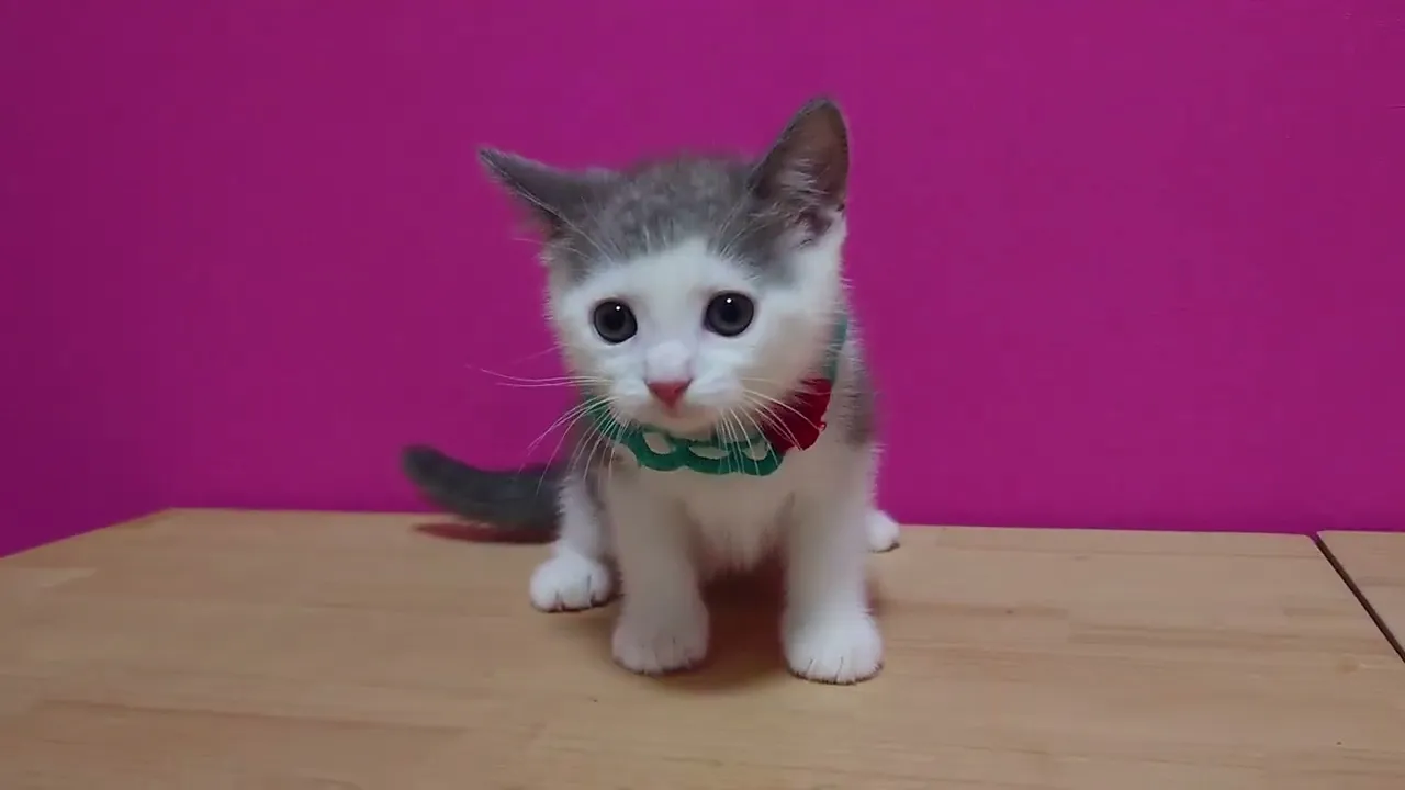 動画