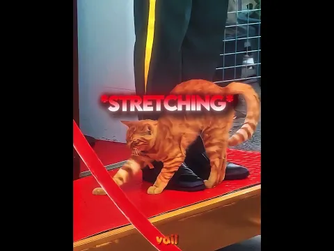 THE CAT JUST WANTED TO SLEEP... 🥺❤️🩹 #shorts