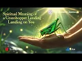Spiritual Meaning of a Grasshopper Landing on You Luck Growth Divine Messages