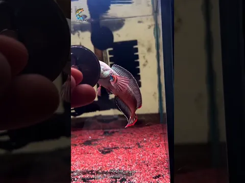 سمكة الكوبرا الذهبية 🐠تشاننا أورانتيماكولاتا (Channa aurantimaculata) 3 🐠
