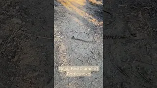 I am a magnet for rattlesnakes. Always finding rattlesnakes on our hikes. #hiking #snake #snakes