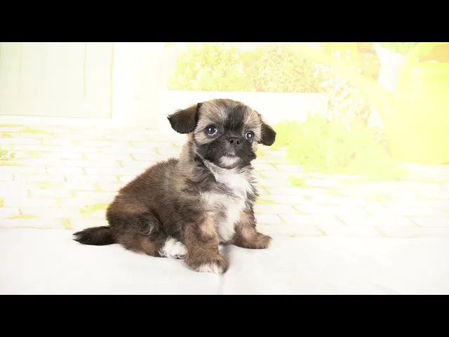 動画