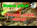 Download Lagu Suara Burung Tikusan Merah ( Sintar Api) Suara Jernih di jamin AMPUH