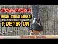 Download Lagu PANCINGAN MURAI BATU GACOR AGAR EMOSI | MURAI BATU APAPUN LANGSUNG BUNYI GACOR BONGKAR ISIAN