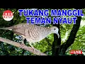Download Lagu Perkutut Lokal Gacor dari alam liar bikin gacor yang malas BUNYI