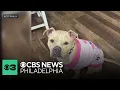 ACCT Philly offering 10 adoptions through May 17