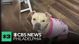 ACCT Philly offering 10 adoptions through May 17