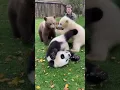 which is strongest panda vs polar bear vs brown bear