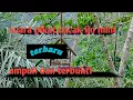 Download Lagu Suara Pikat Cucak Ijo Mini Ampuh Memanggil Lawan // sudah terbukti