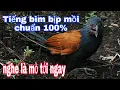 Download Lagu Tiếng bìm bịp mồi cực chuẩn | kênh cuộc sống quanh ta