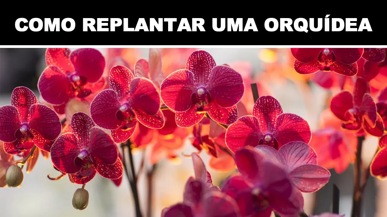 COMO REPLANTAR UMA ORQUÍDEA COMO CUIDAR DE ORQUÍDEAS