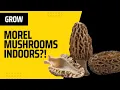 Growing Morel Mushrooms Indoors - Is THIS Possible