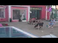 Download Lagu Elita 8: Lepi Mića brutalno opleo po Jeleni Ilić, tvrdi da je nanemoralnija u kući - 02.07.2025.