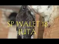 Sp walet 18 juta