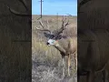 Download Lagu Deer hunting | Chasse au cerf | Caccia al cervo
