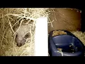 Hedgehogs Live catch-up - Norwich UK