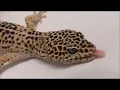 Download Lagu Gecko Hygiene - Short Film
