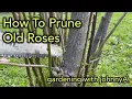 Lagu Oude rozen grondig snoeien voor betere bloemen en groei - Gereedschap, volledige demonstratie, ME...