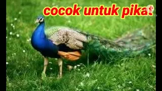 suara burung merak mp3 cocok untuk pikat terbaru 2022