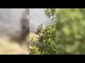 Download Lagu Karaburuni ende mes flakëve/ S’ka ndërhyrje nga ajri, 40 ushtarë ndihmojnë zjarrëfikësit -