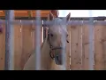 Seemingly pregnant horses rescued from Oklahoma kill pen now in Colorado