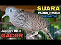 Download Lagu Perkutut Lokal Gacor Suara Besar Pancingan Burung Perkutut Agar Bunyi.