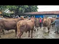 Lagu 23 JUTA‼️JUMBOAN NUMPUK GAK LAKU | Pasar Sapi Tuban