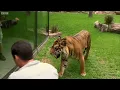 Cubs Meet Adult Tiger for the First Time | Tigers About The House | BBC Earth