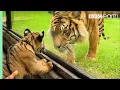 Download Lagu Cubs Meet Adult Tiger for the First Time | Tigers About The House | BBC Earth