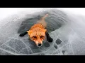 The man rescued a fox from drowning, but a shocking event occurred when he got home.