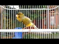 Lagu Variasi tembakan kenari ini COCOK untuk masteran kenari dan murai batu