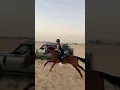 Lagu Horse vs car race #shorts
