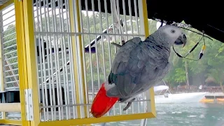 SSL 88 ~ A Special Day just for ‘TIKI’!  :)