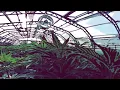 Mr Traumatic Psychedelic enlightenment