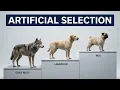 Artificial Selection Evolution and Natural Selection