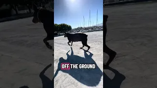 Hope you have a. Great weekend !! #fyp #dream #vlog #doberman #pets