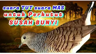 Download SUARA TUT SUARA MAS - Pancingan Paling Cocok untuk Perkutut yang SUSAH BUNYI Suara Besar Perkutut MP3