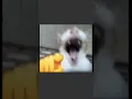 Download Lagu Cat laughing at you #catlaughs #memes #funny