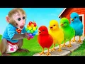Lagu Monyet Bon Bon Imut senang dengan hujan popcorn pelangi dan menjadi kakak yang baik merawat bebek